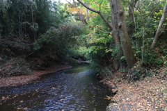 落ち葉積もる１