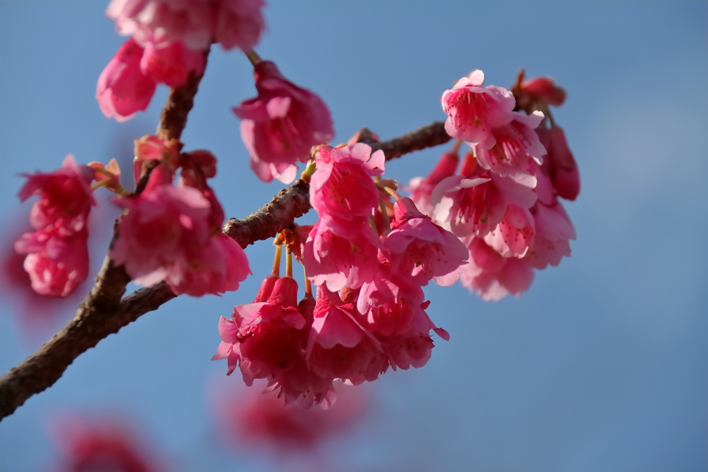 寒緋桜開花２