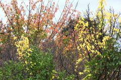 花散歩紅葉と黄葉２