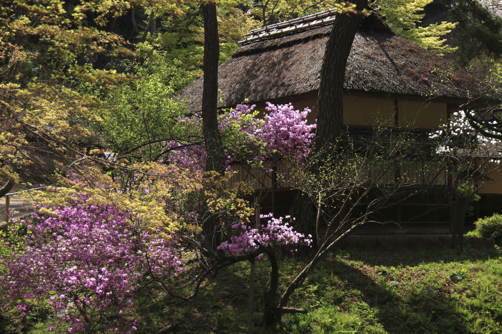 躑躅の咲く古民家風景
