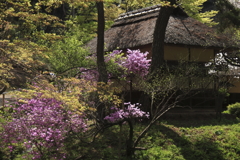 躑躅の咲く古民家風景