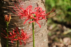 彼岸花咲いた１