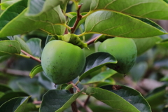 まだ食べられないよ