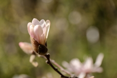 春、植物園13シデコブシ