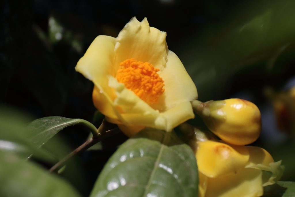 花散歩金花茶２