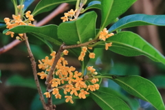 散歩道の金木犀２