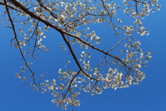 植物園から「おおしまざくら」３