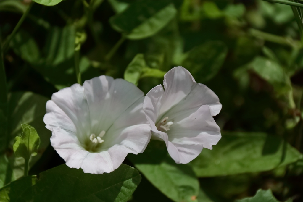 散歩道の野草達26