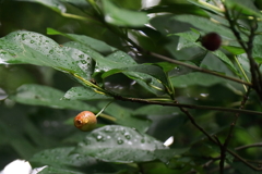 色づくサルナシ