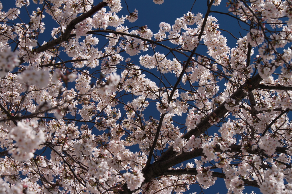 墨田の桜２