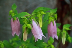 花散歩ホタルブクロ１