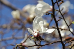 花散歩コブシ5