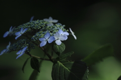 紫陽花百景13