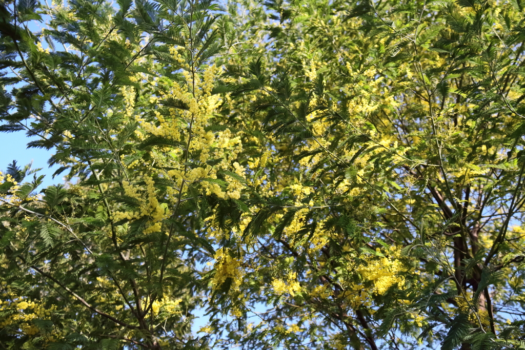 花散歩満開のミモザ２