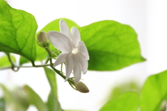 花散歩ジャスミン１