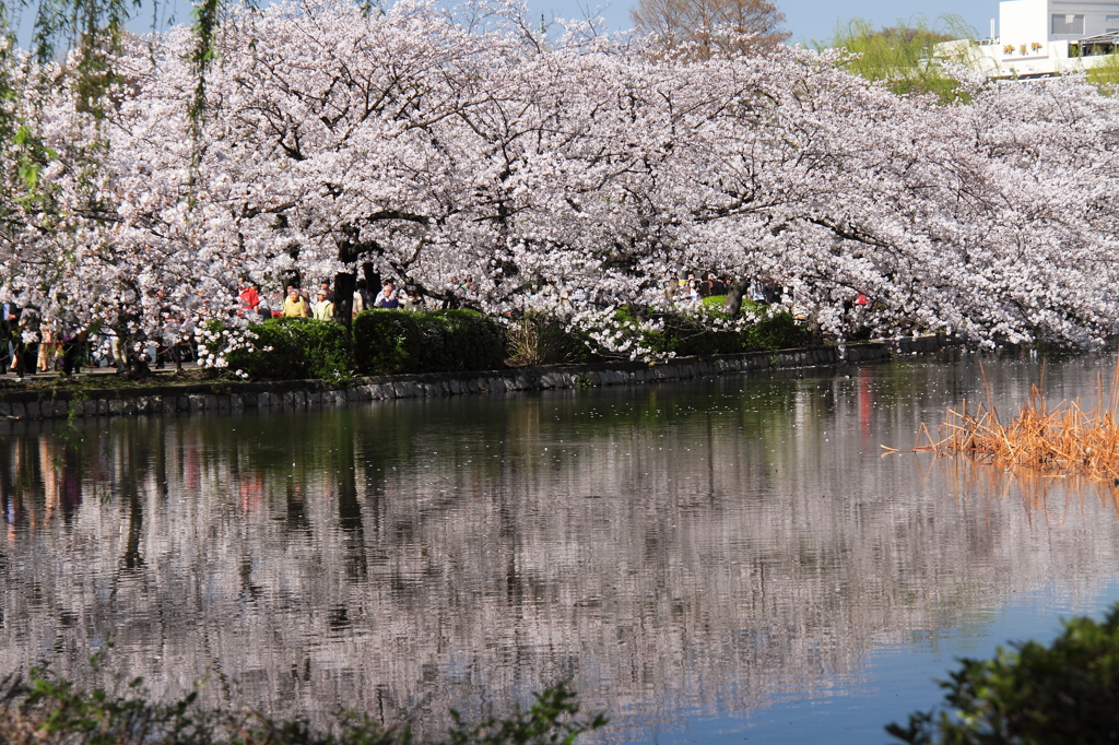 上野の桜２
