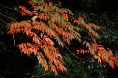 紅葉散歩道５