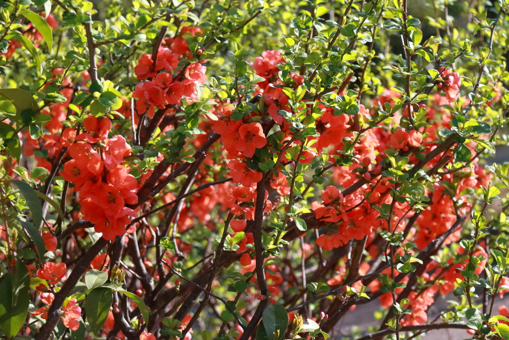 花散歩木瓜２