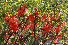 花散歩木瓜２
