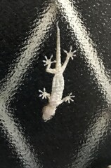 閲覧注意ヤモリ