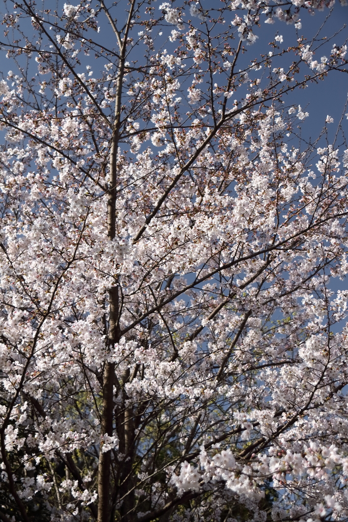 花散歩サクラ４