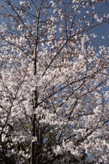 花散歩サクラ4