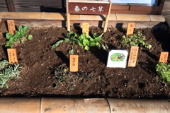 早くも春の七草