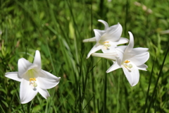 花散歩タカサゴユリ１