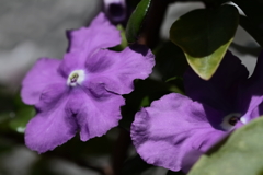 我が家のニオイバンマツリ２