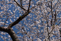 さくらさくら２