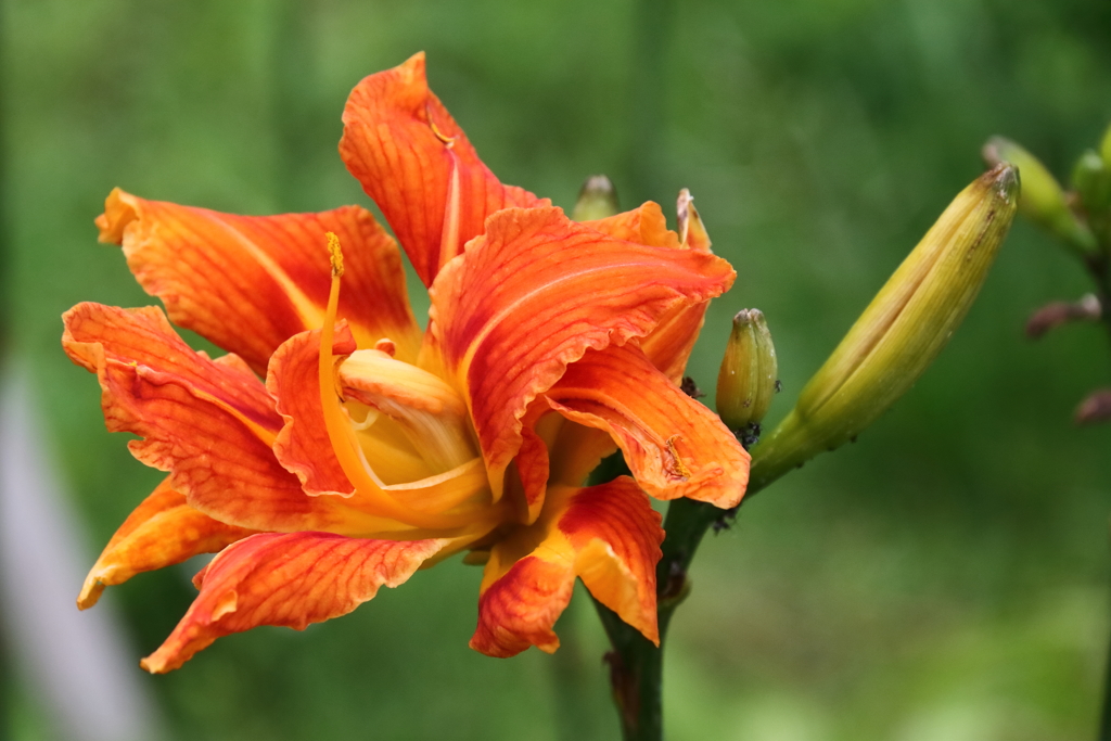 夏の陽が欲しい３