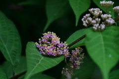 花散歩ヤブムラサキ？