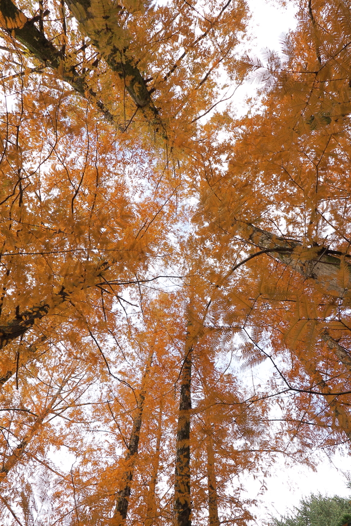 色づくメタセコイヤ