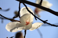 花散歩コブシ4