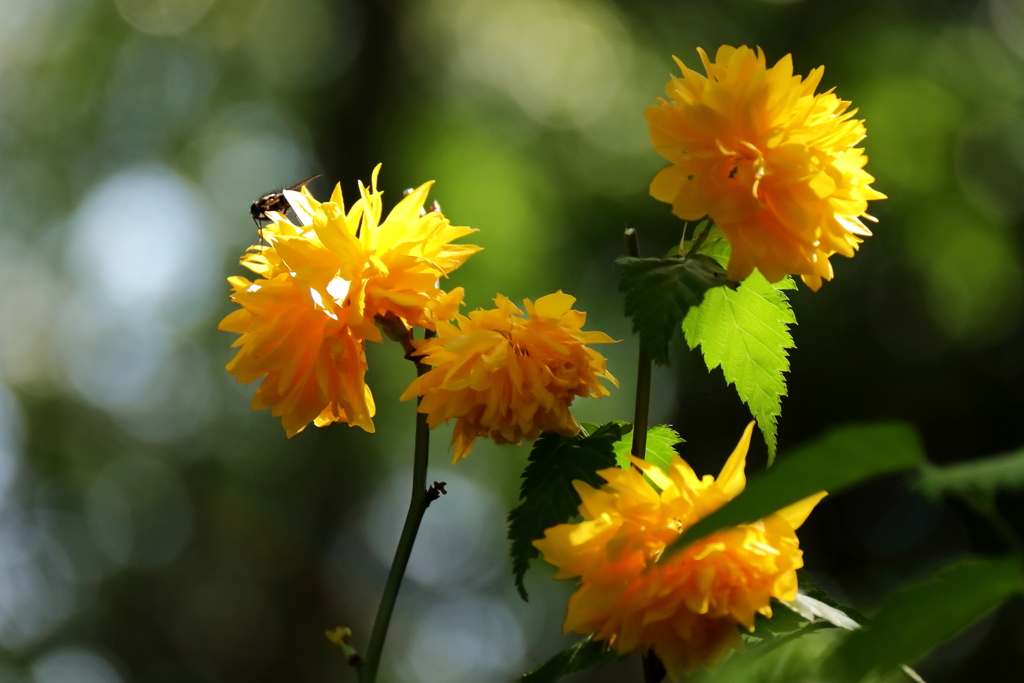 里山散歩八重山吹１