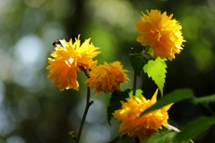 里山散歩八重山吹１