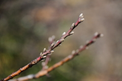 春待ち蕾5花桃