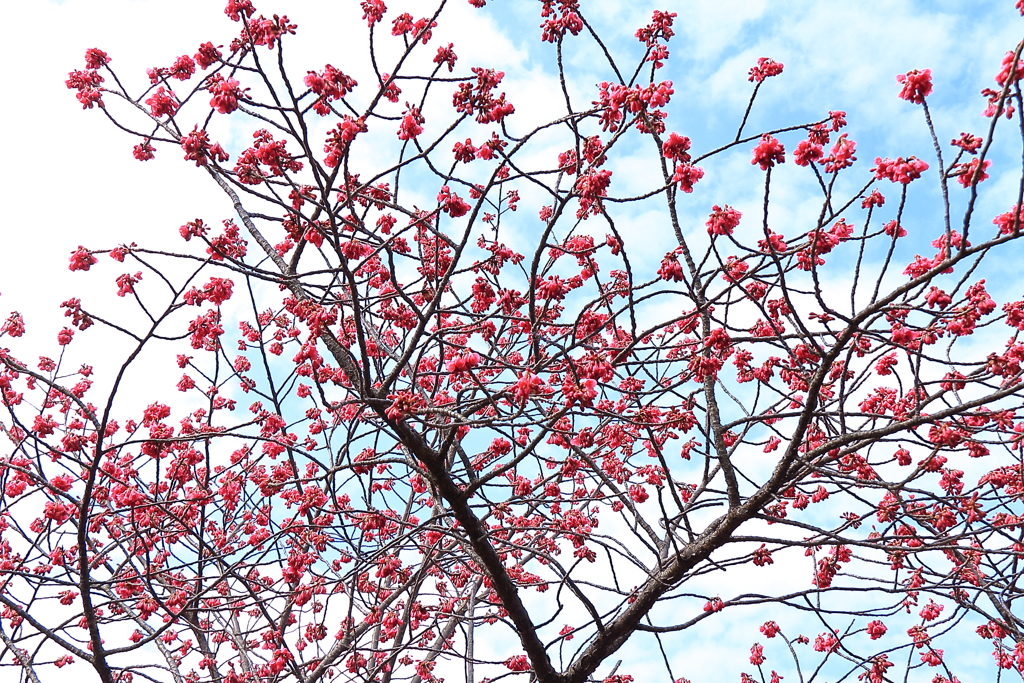 寒緋桜開花２