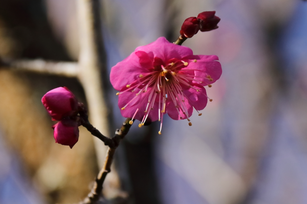 紅梅負けじと６