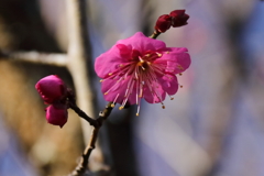 紅梅負けじと６