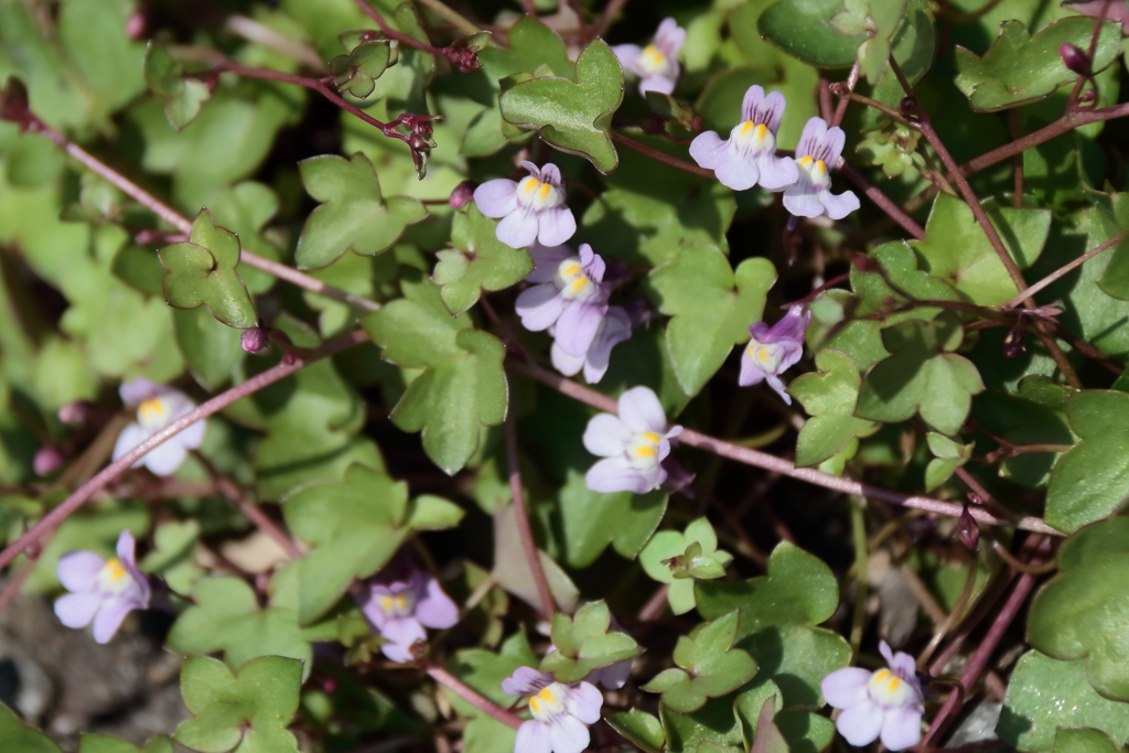 里山散歩ツタバウンラン