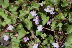 里山散歩ツタバウンラン