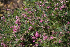 花散歩コマツナギ?1