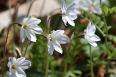 花散歩ハナニラ１