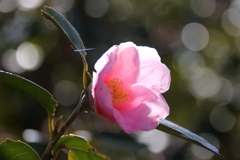 花散歩椿（太郎冠者）