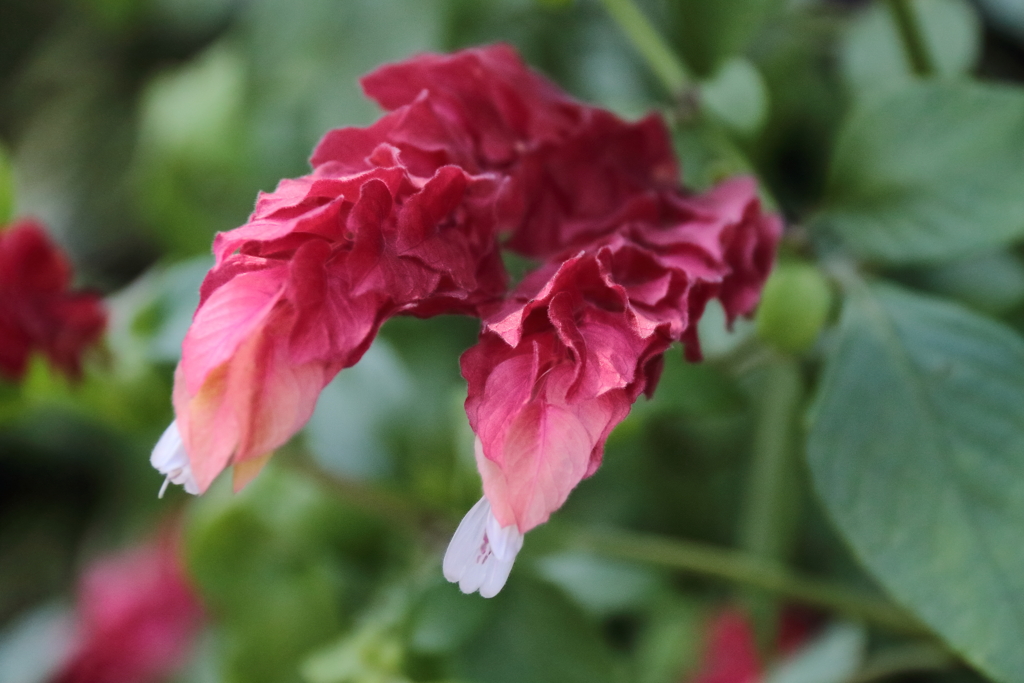 コエビソウの咲く道