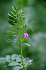 里山の野草カラスノエンドウ