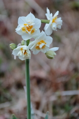 寒中の水仙２