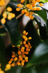 キンモクセイ香る