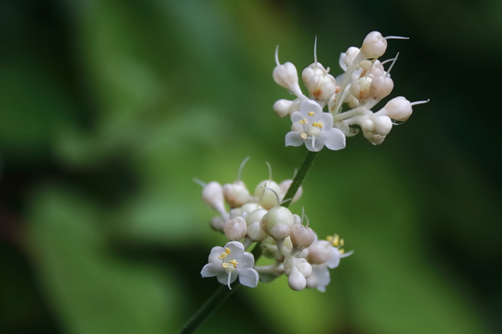 里山花散歩ヤブミョウガ２
